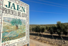 Cómo la peor sequía de la historia está devastando el «jardín de Europa» y disparando los precios del aceite de oliva