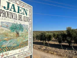 Cómo la peor sequía de la historia está devastando el «jardín de Europa» y disparando los precios del aceite de oliva