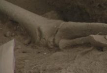 Hallazgo de restos en Samaná tiene más de 3,000 años consideran arqueólogos