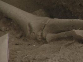 Hallazgo de restos en Samaná tiene más de 3,000 años consideran arqueólogos