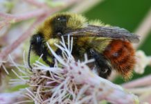 La Tierra se está quedando sin abejorros y eso es mucho más serio de lo que parece