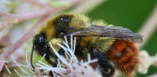 La Tierra se está quedando sin abejorros y eso es mucho más serio de lo que parece