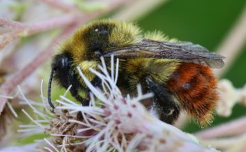 La Tierra se está quedando sin abejorros y eso es mucho más serio de lo que parece