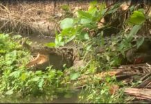 Familia tenía de mascota a un cocodrilo en Cenoví