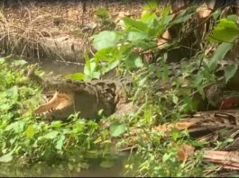 Familia tenía de mascota a un cocodrilo en Cenoví