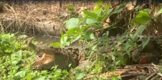 Familia tenía de mascota a un cocodrilo en Cenoví