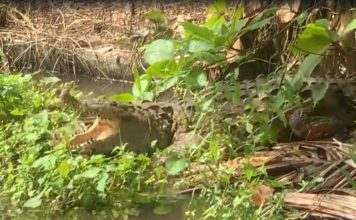 Familia tenía de mascota a un cocodrilo en Cenoví