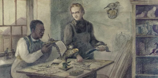 John Edmonstone, el esclavo liberado que le enseñó taxidermia a Darwin, un arte que abrió el camino para su teoría de la evolución