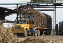 Estados Unidos ordena detener embarques de azúcar sin refinar del Central Romana