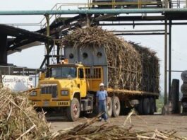 Estados Unidos ordena detener embarques de azúcar sin refinar del Central Romana