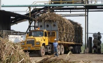 Estados Unidos ordena detener embarques de azúcar sin refinar del Central Romana
