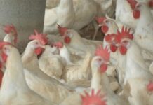 FAO activa protocolos ante brotes de influenza aviar en Latinoamérica