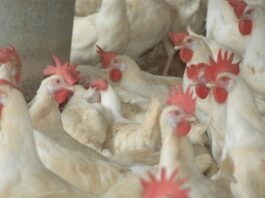 FAO activa protocolos ante brotes de influenza aviar en Latinoamérica