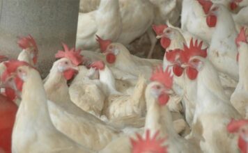 FAO activa protocolos ante brotes de influenza aviar en Latinoamérica