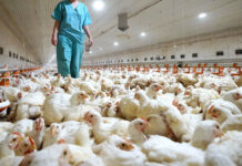 Organismos activan protocolos para evitar entrada de gripe aviar