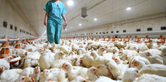 Organismos activan protocolos para evitar entrada de gripe aviar