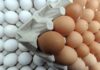 Productores de huevos deploran medida prohíbe sean exportados
