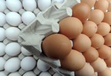Productores de huevos deploran medida prohíbe sean exportados