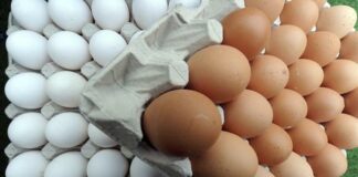 Productores de huevos deploran medida prohíbe sean exportados