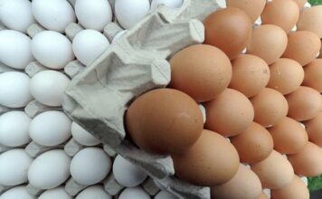 Productores de huevos deploran medida prohíbe sean exportados