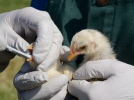 Sociedad y Cultura, Antibióticos, Ciencia, Medicina, Salud, Salud de la mujer