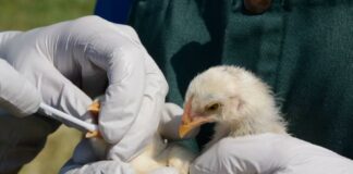 Sociedad y Cultura, Antibióticos, Ciencia, Medicina, Salud, Salud de la mujer