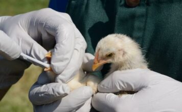Sociedad y Cultura, Antibióticos, Ciencia, Medicina, Salud, Salud de la mujer