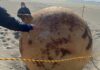 Japón: la misteriosa bola gigante hallada en una playa al suroeste de Tokio
