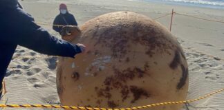 Japón: la misteriosa bola gigante hallada en una playa al suroeste de Tokio