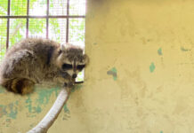 Ministerio de Medio Ambiente captura mapache que merodeaba alrededor del Jardín Botánico