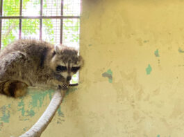 Ministerio de Medio Ambiente captura mapache que merodeaba alrededor del Jardín Botánico