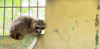 Ministerio de Medio Ambiente captura mapache que merodeaba alrededor del Jardín Botánico