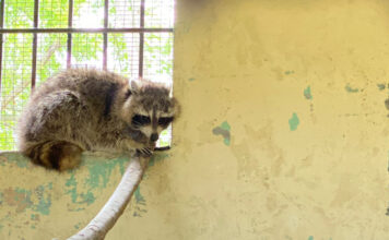 Ministerio de Medio Ambiente captura mapache que merodeaba alrededor del Jardín Botánico
