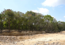 Medio Ambiente empieza reforestación en proceso de cierre técnico del vertedero de Duquesa