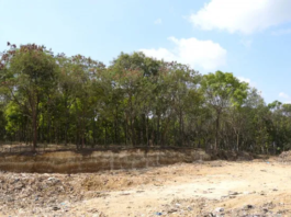 Medio Ambiente empieza reforestación en proceso de cierre técnico del vertedero de Duquesa