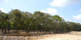 Medio Ambiente empieza reforestación en proceso de cierre técnico del vertedero de Duquesa