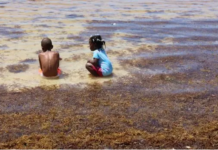 Sargazo invade costas y playas Santo Domingo y San Pedro