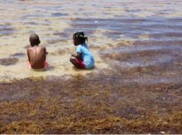 Sargazo invade costas y playas Santo Domingo y San Pedro