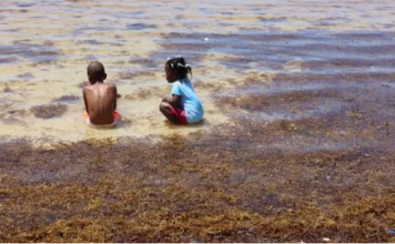 Sargazo invade costas y playas Santo Domingo y San Pedro