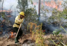 Incendios forestales: gastos, daños y acciones