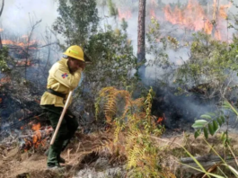 Incendios forestales: gastos, daños y acciones