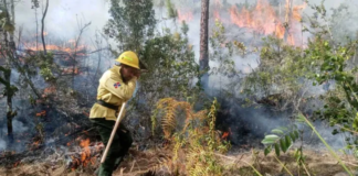 Incendios forestales: gastos, daños y acciones