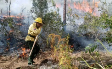 Incendios forestales: gastos, daños y acciones