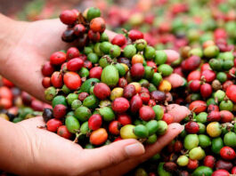 Productores resaltan desafíos en el Día Nacional del Café