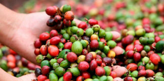 Productores resaltan desafíos en el Día Nacional del Café