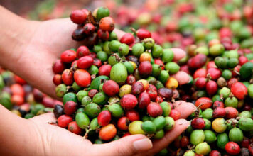 Productores resaltan desafíos en el Día Nacional del Café