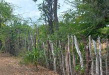 Siguen colocando alambradas en amplios predios de las Dunas