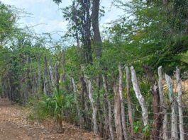 Siguen colocando alambradas en amplios predios de las Dunas