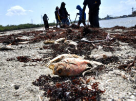 Continúan quejas en Azua por operación de barcazas