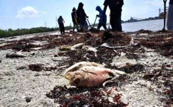 Continúan quejas en Azua por operación de barcazas